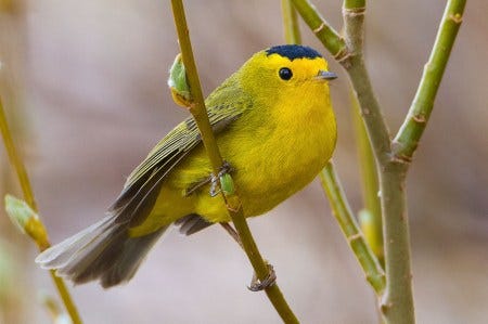 Wilson's Warbler Wilson's Warbler