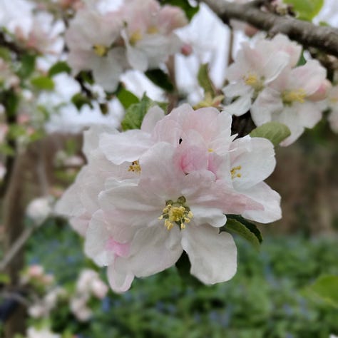 A selection of images of apple blossom, heavy groups of buds and flowers, rich dark pink on the outside and a warm white inside, beautiful in its simplicity
