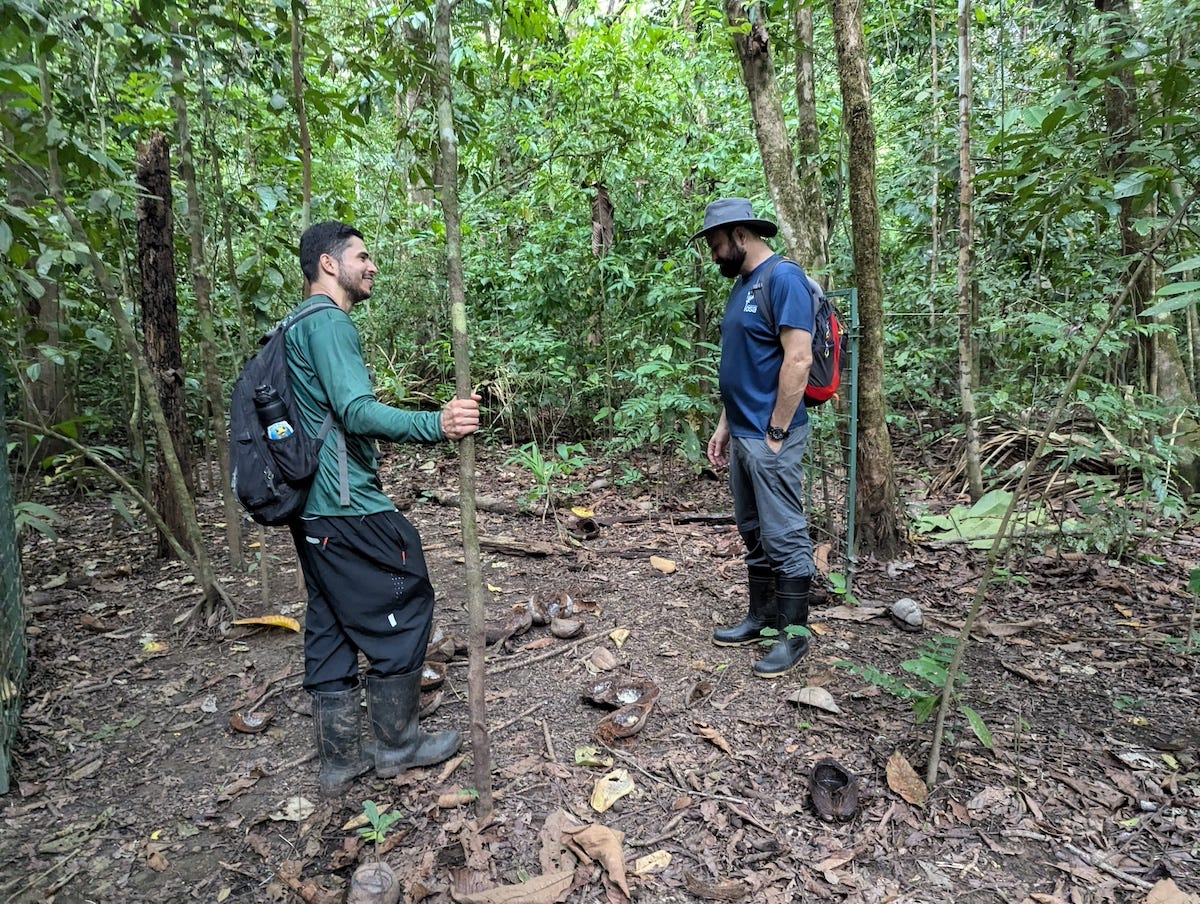 Guido-Allan: Rewilding manager Guido Saborio and rewilding field biologist Allan Brenes check an area on Osa Peninsula in 2025 where the team captured white-lipped peccaries for translocation to Piedras Blancas National Park. In order to capture the peccaries, the team acclimated them to the area by luring them with high-value food and building the capture pen slowly, piece-by-piece, over the course of many months. Image by Morgan Erickson-Davis/Mongabay.