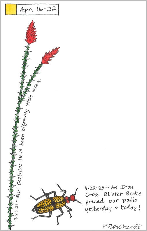 Ocotillo and Iron Cross Blister Beetle (pen & watercolor), Perpetual Journal entry