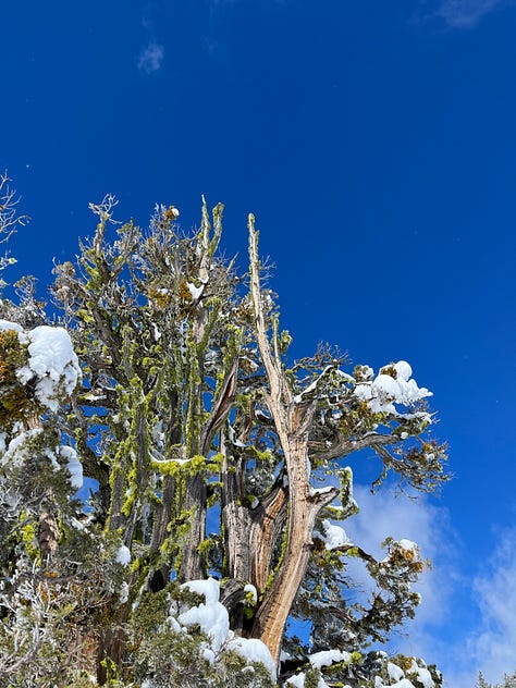 various images of snowy mountains and snow-blasted western junipers