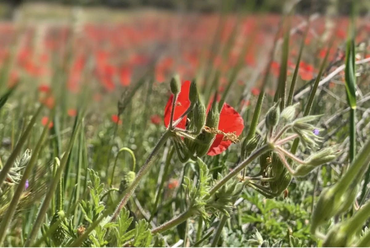 Summer Flowers of Provence