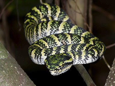 Wagler's Pit Viper - Tropidolaemus wagleri Wagler's Pit Viper - Tropidolaemus wagleri