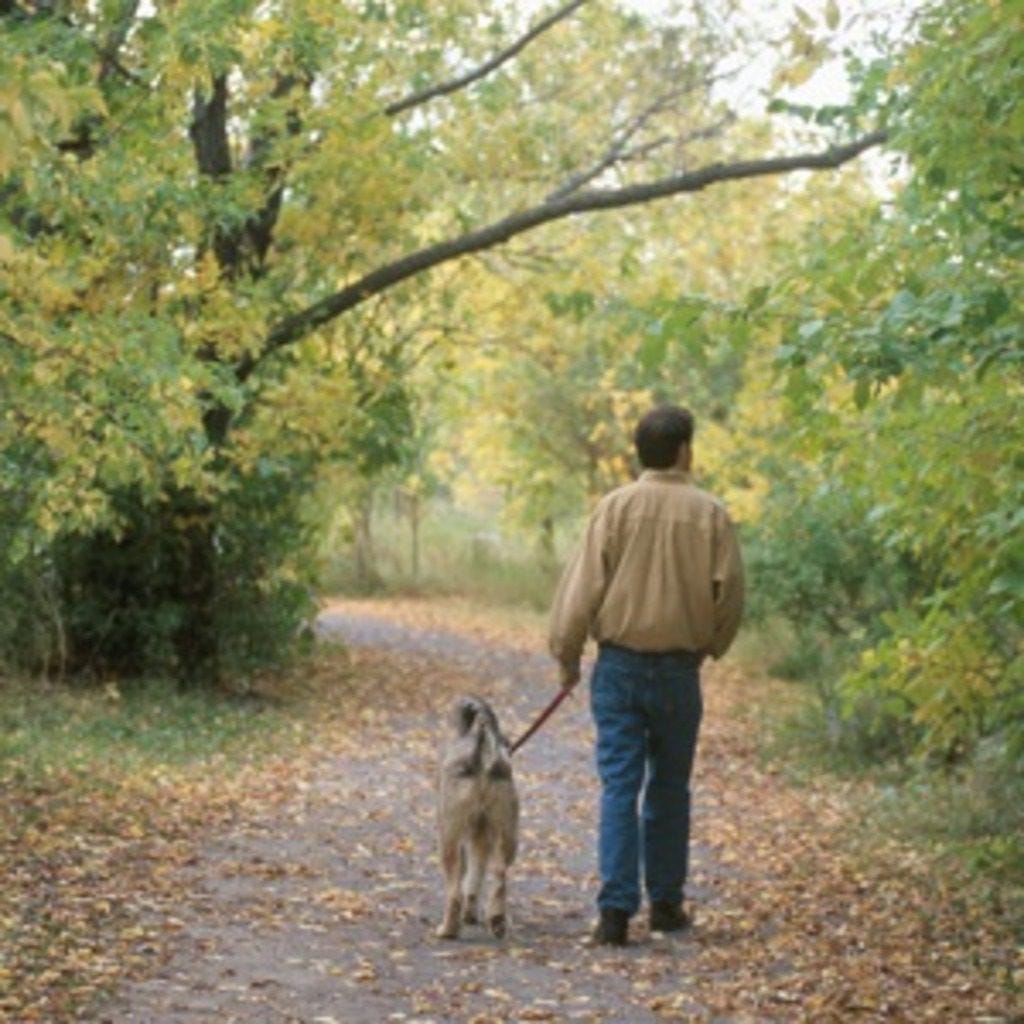 dog walking is a great way to escape pressures of life