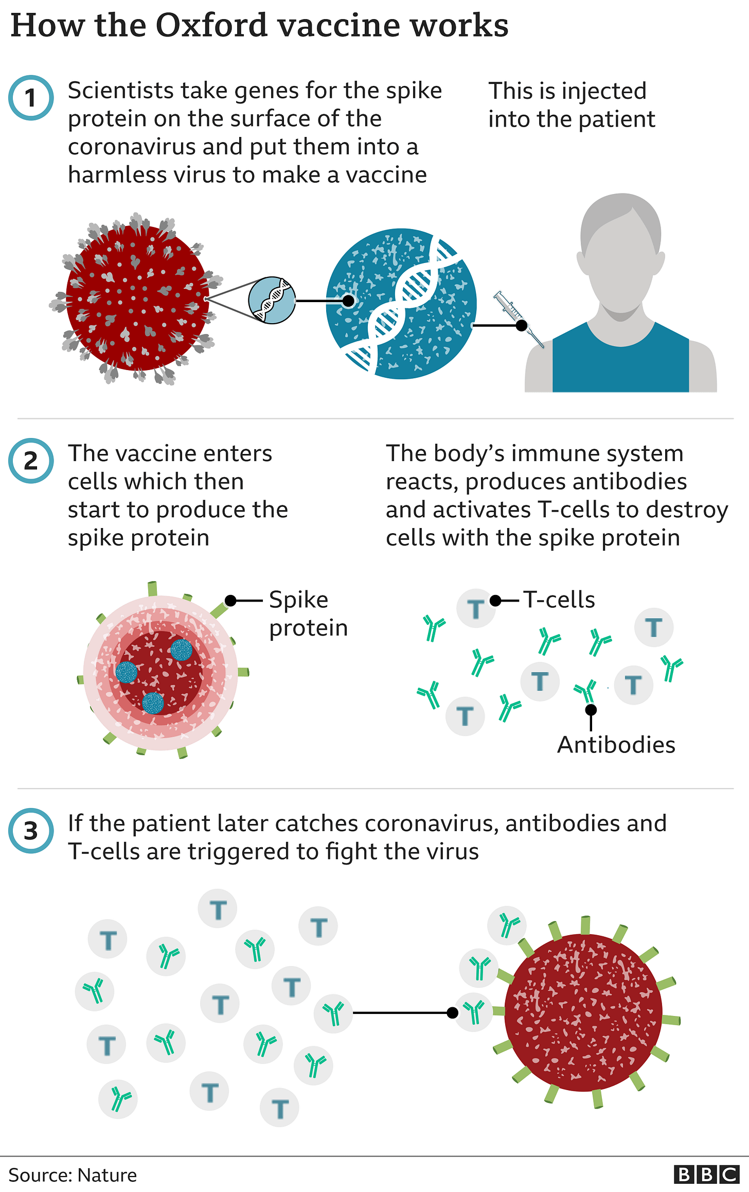 This image has an empty alt attribute; its file name is _116299941_oxford_coronavirus_vaccine_640_3x-nc.png