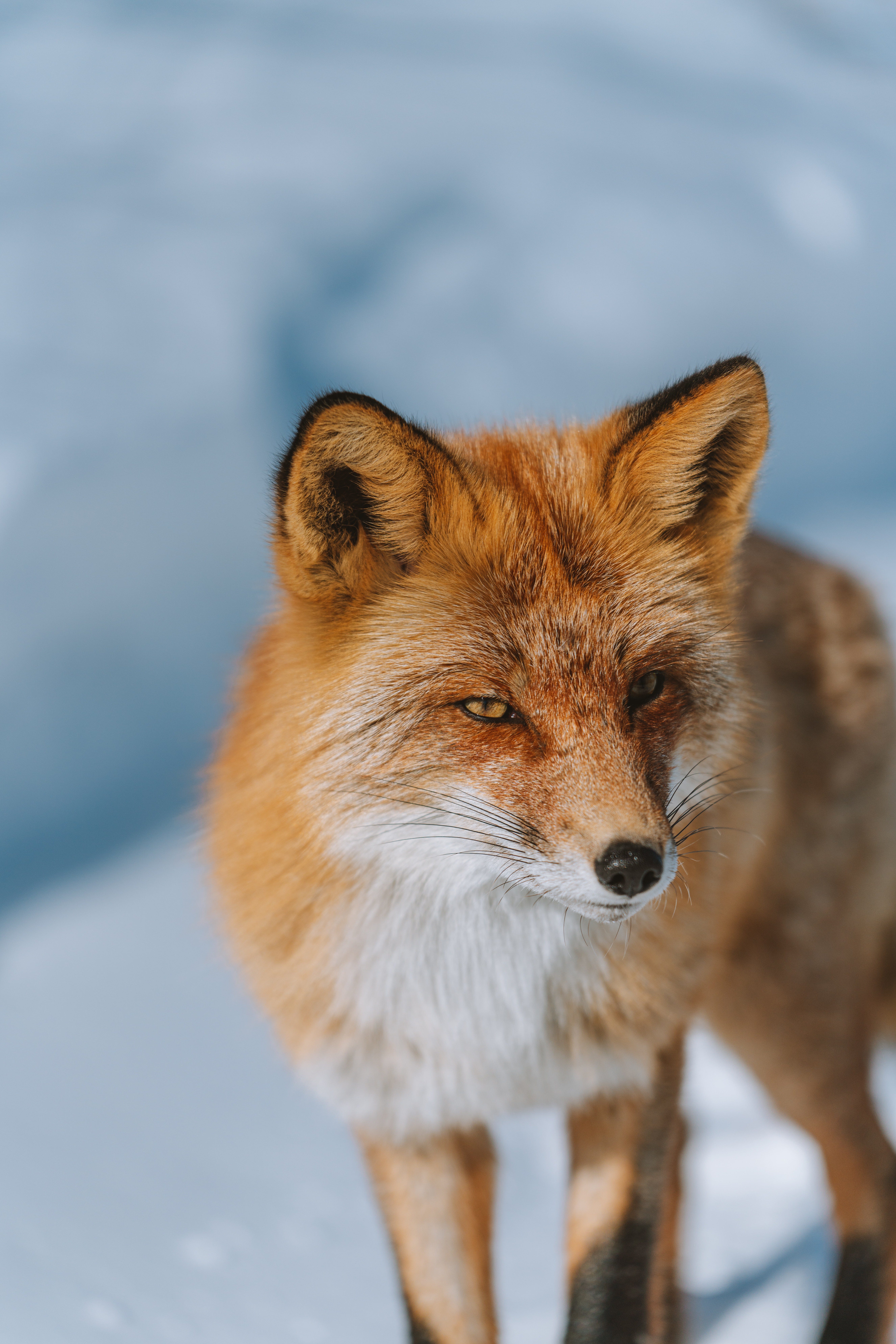 Substack profile picture for @litter