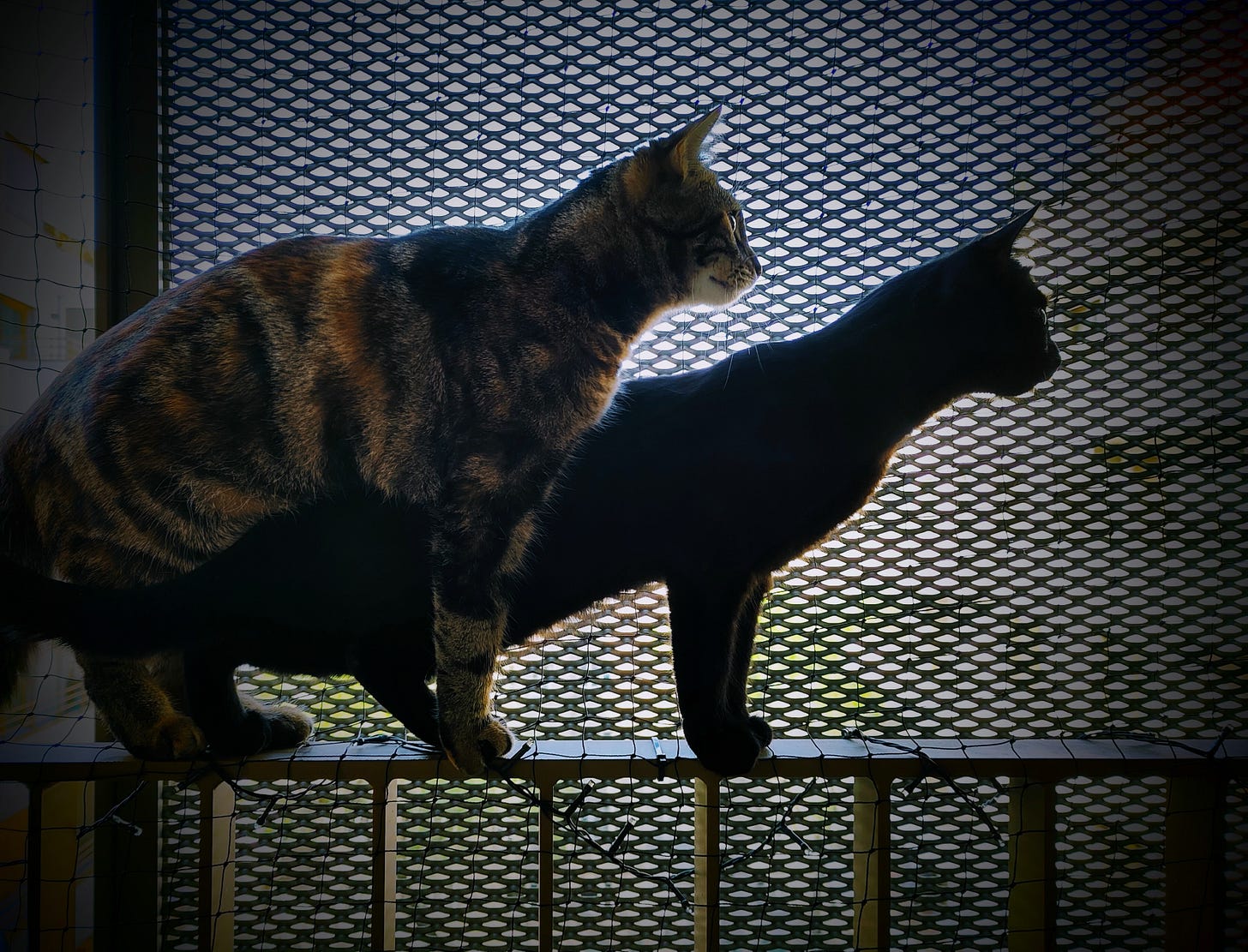 The photograph shows the author's two cats standing on the balcony, one right behind the other.