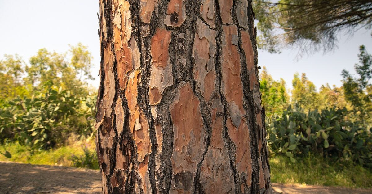 Pine Bark Extract: Uses, Benefits, and Side Effects Pine Bark Extract: Uses, Benefits, and Side Effects