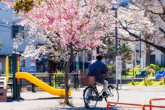 Sakura blossoming in Tokio Sakura blossoming in Tokio
