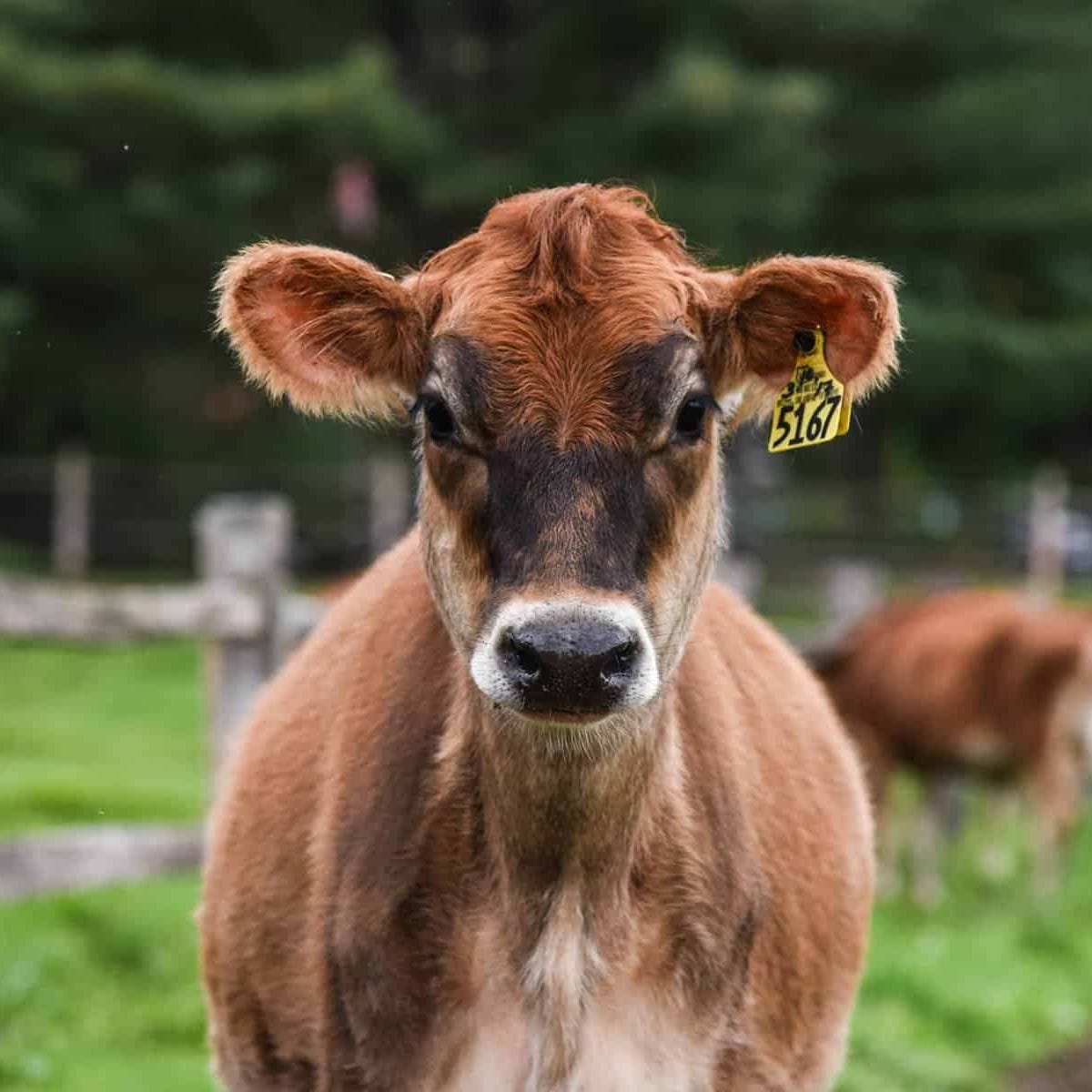 American Homesteader