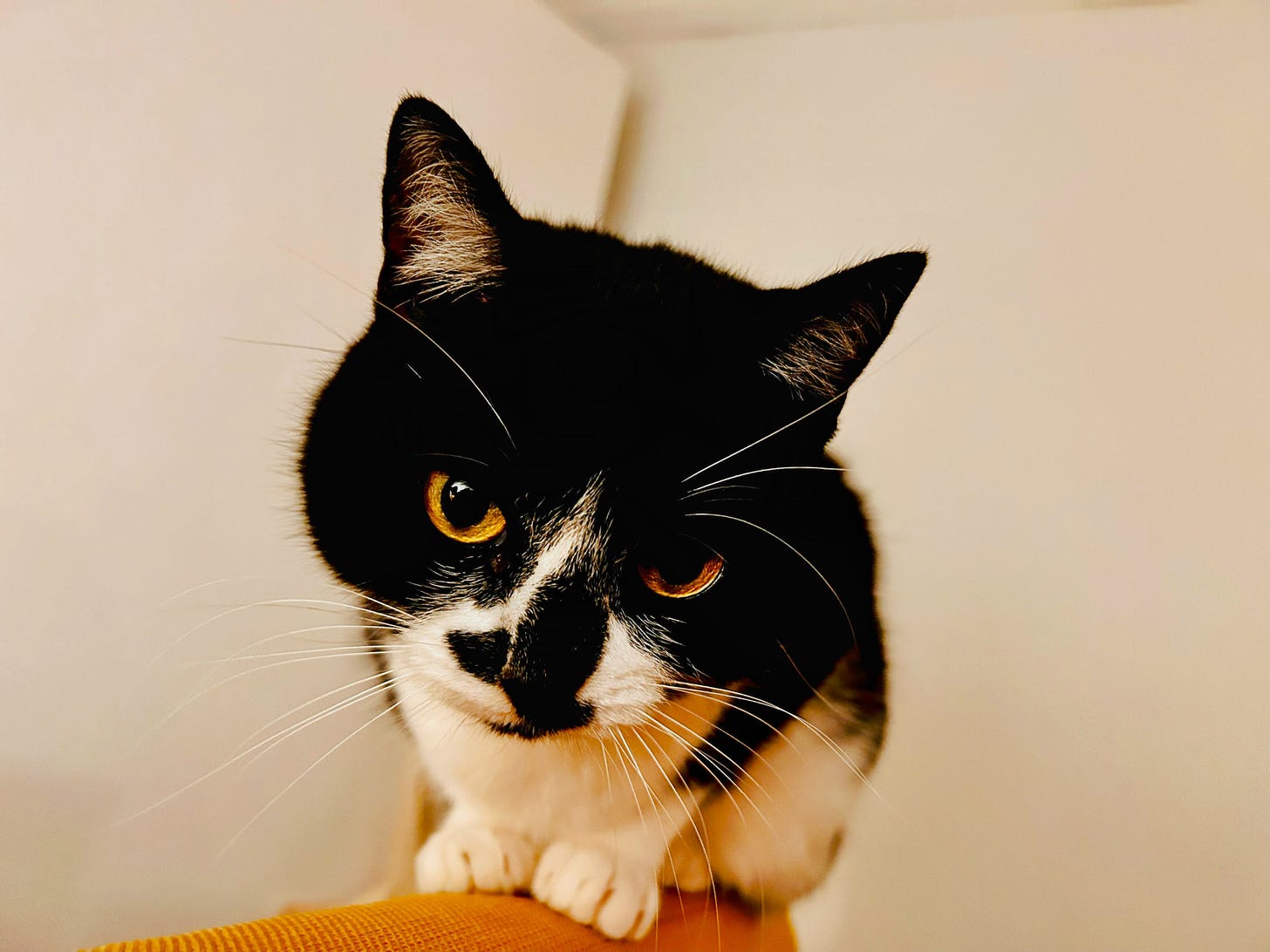 Noodles, a black-and-white tuxedo cat with golden eyes peers curiously forward. Noodle’s face has a distinctive heart-shaped marking on the nose, and long white whiskers extend from their cheeks.