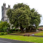 4. The Cathedral Holm Oak