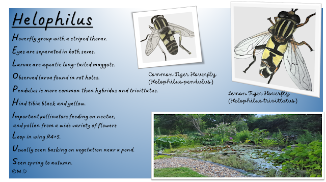 An acrostic postcard of Helophilus with the common tiger and the lemon tiger represented with a pond habitat lower left.