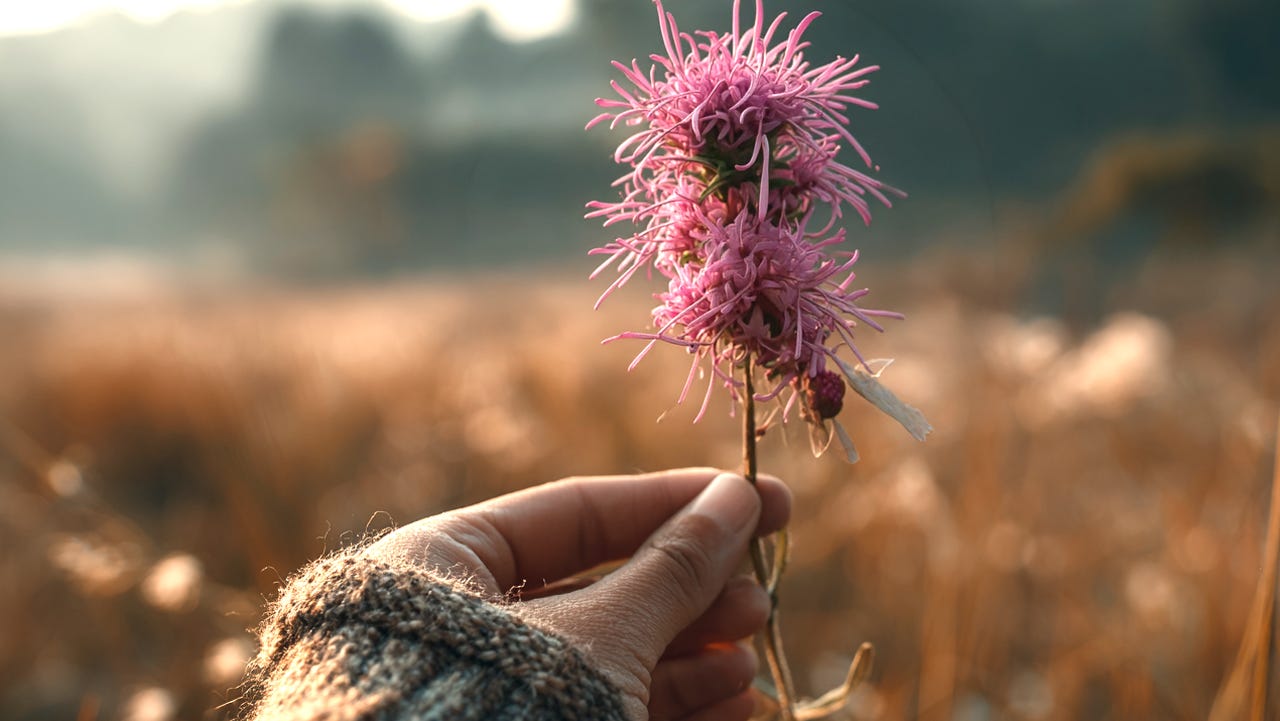 A Manual for Speaking to Plants Who Never Asked for Your Names