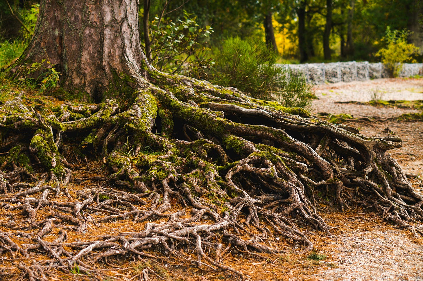 The trunk of a tree sits upon earth, its wide roots visible stretching out towards the side an d foreground of the image.