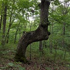 Cindy’s Newsletter