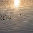 Psalm 28 - Outreaching, Enraptures, Ongoingness