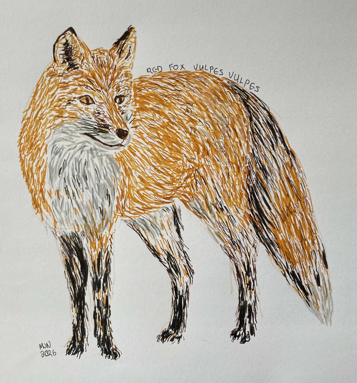 A felt pen drawing of a red fox, Vulpes vulpes, whole body A felt pen drawing of a red fox, Vulpes vulpes, whole body