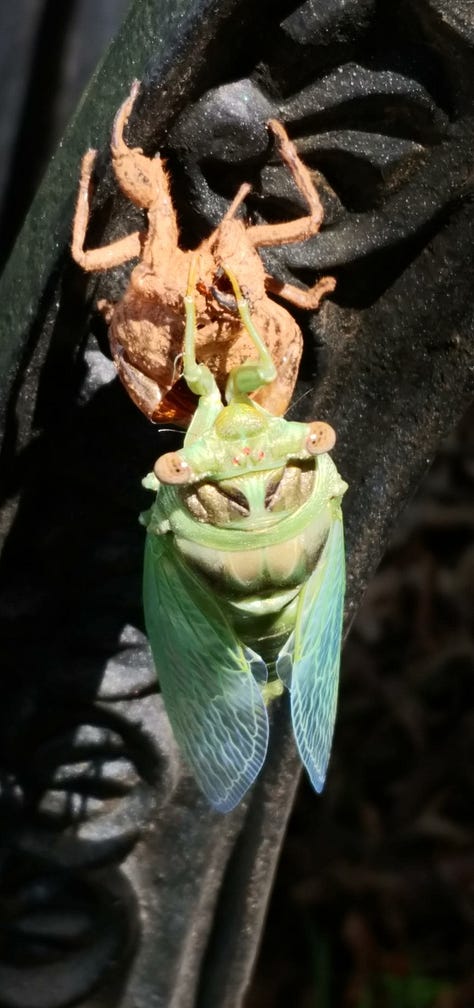 A series of photos of a cicada, newly molted, clinging to a bench, as described in the text