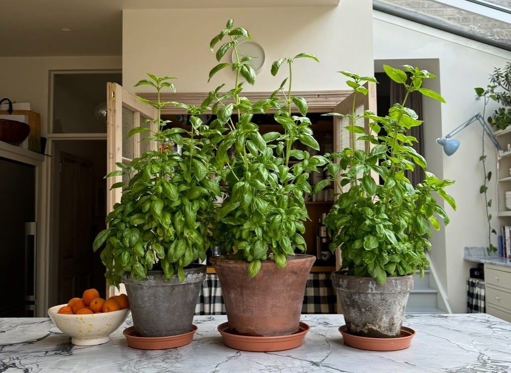 The Basil Trick: Everything You Need to Know