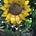 Northeastern Gardening News's avatar