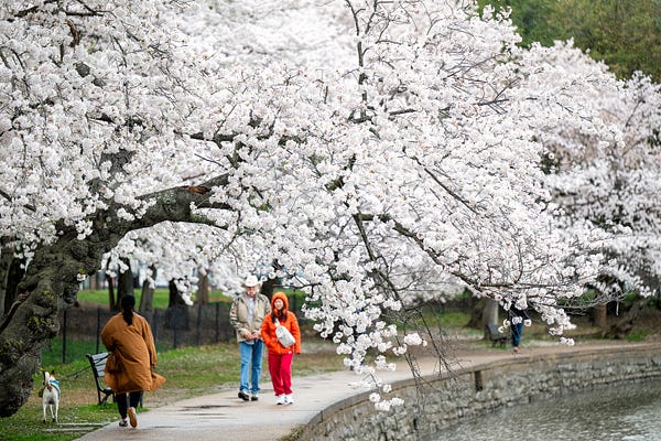 Cherry Blossom Watch 2026 | David Coleman | Substack