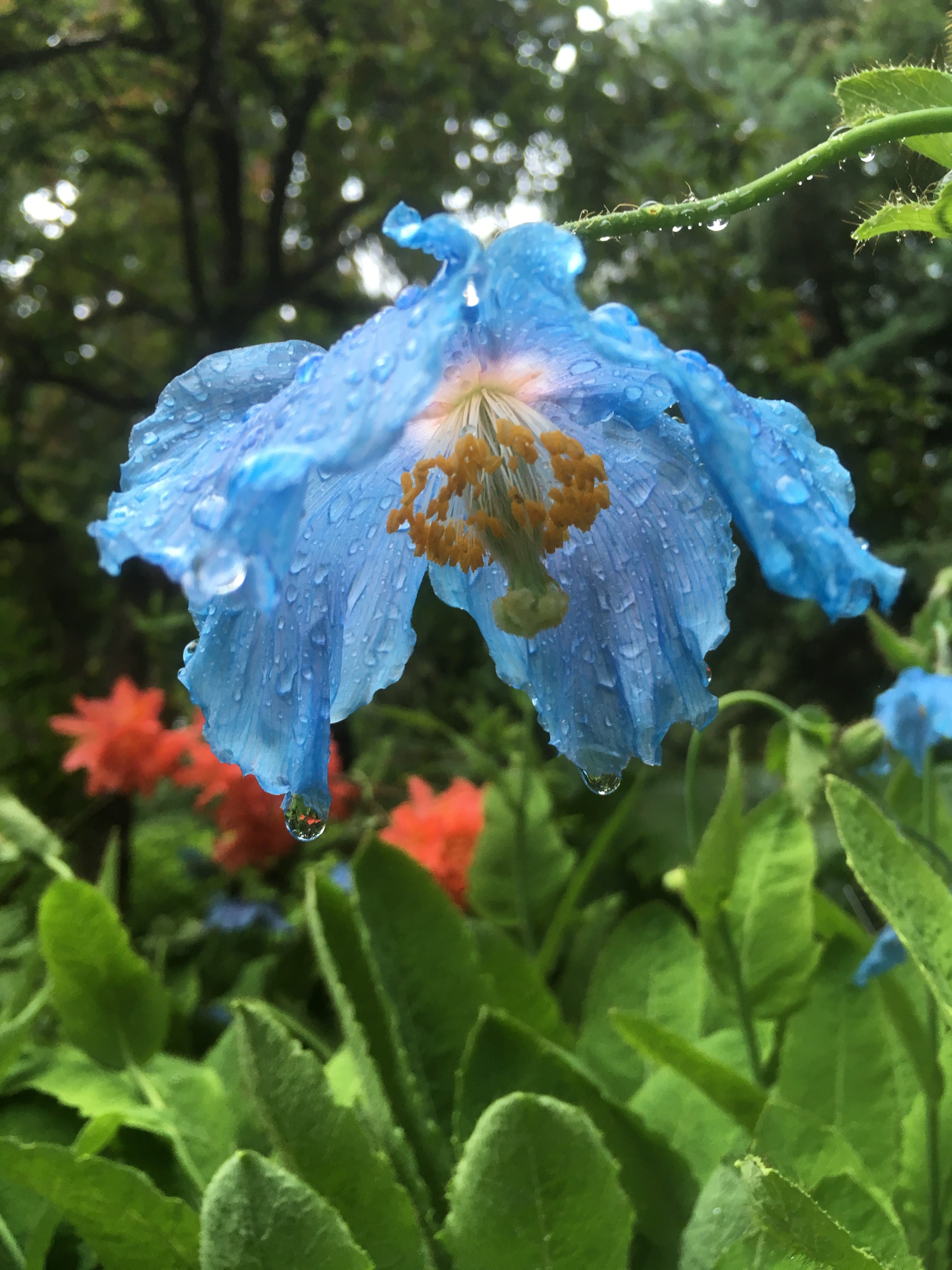 The Fabled, Elusive Blue Poppy - by Jeffrey Farrell
