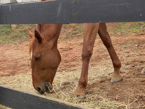 Little Creek Horse Farm