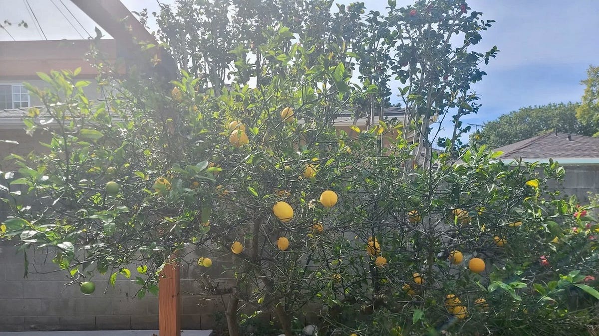 The Lemon Glut - by Evan Kleiman - KCRW's Good Food