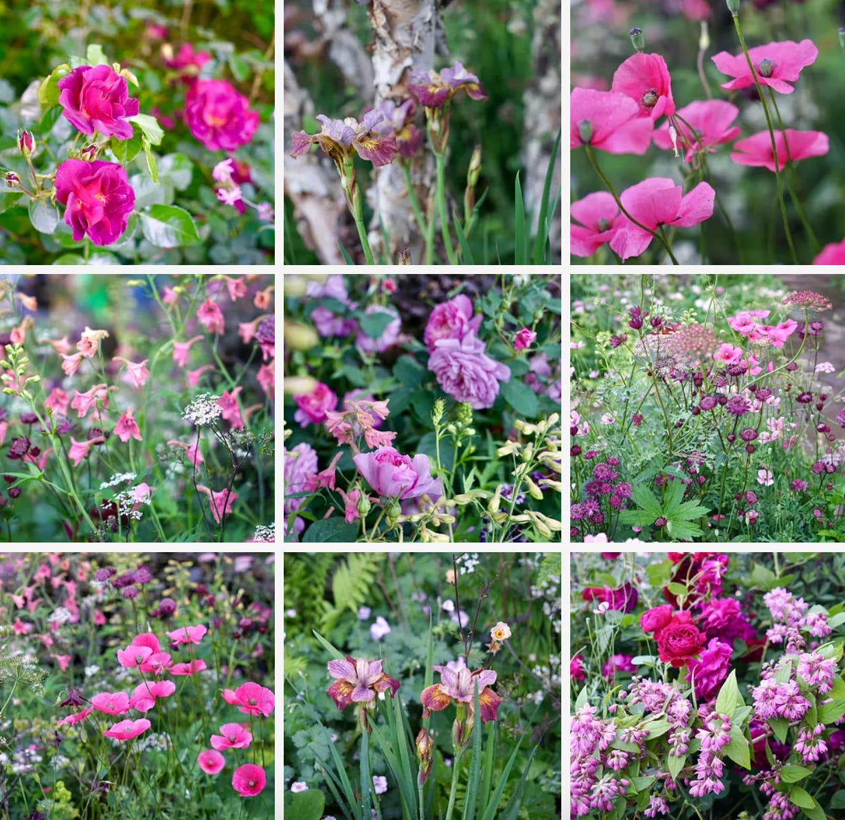 pinks and reds and maroons in an exquisite planting in a flower show garden