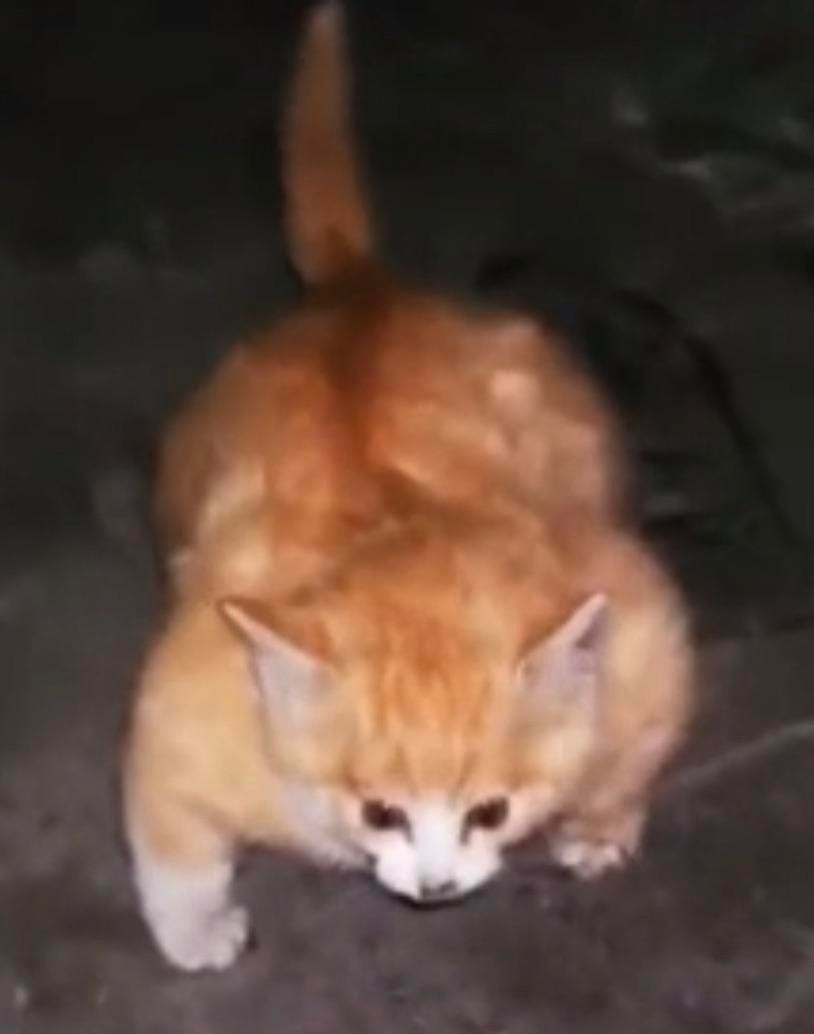The Buff Cat: Can be tamed with the power of 100 cat food. Can help move  heavy objects, Deals 200 Damage : r/Bossfight
