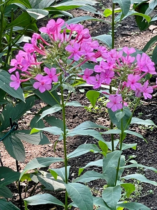 A group of purple flowers

Description automatically generated