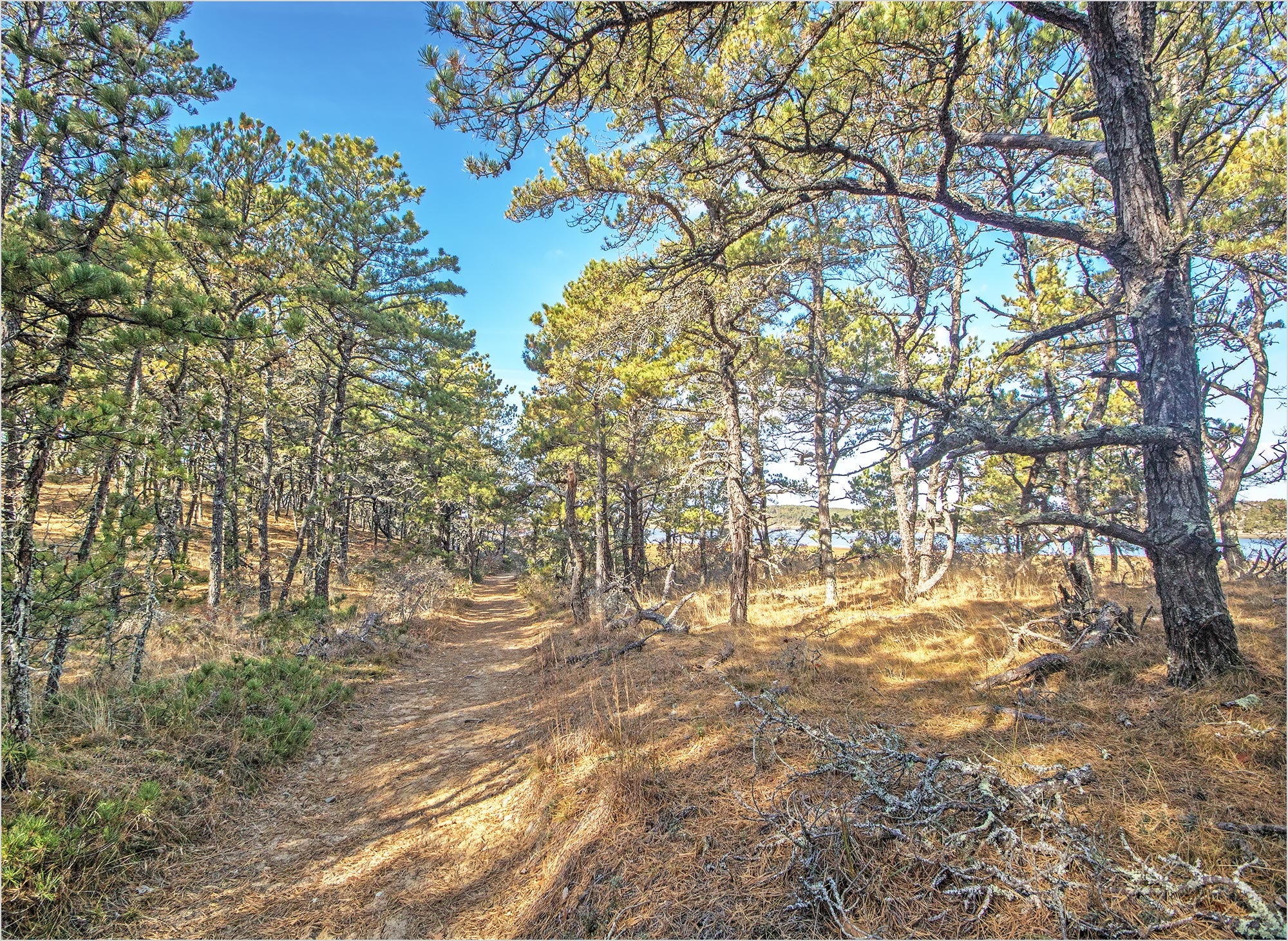 A Landscape Lost and Found: The Forests Henry Beston Never Saw