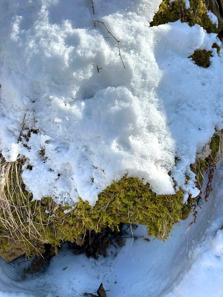 a photo of a pile of bright white snow with vivid green moss peeking out from beneath it. A hand holding a piece of green stringy lichen over the snow.