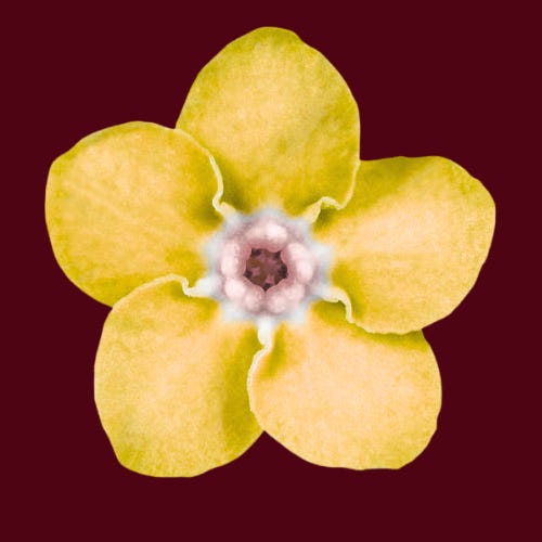 Everything I Almost Said