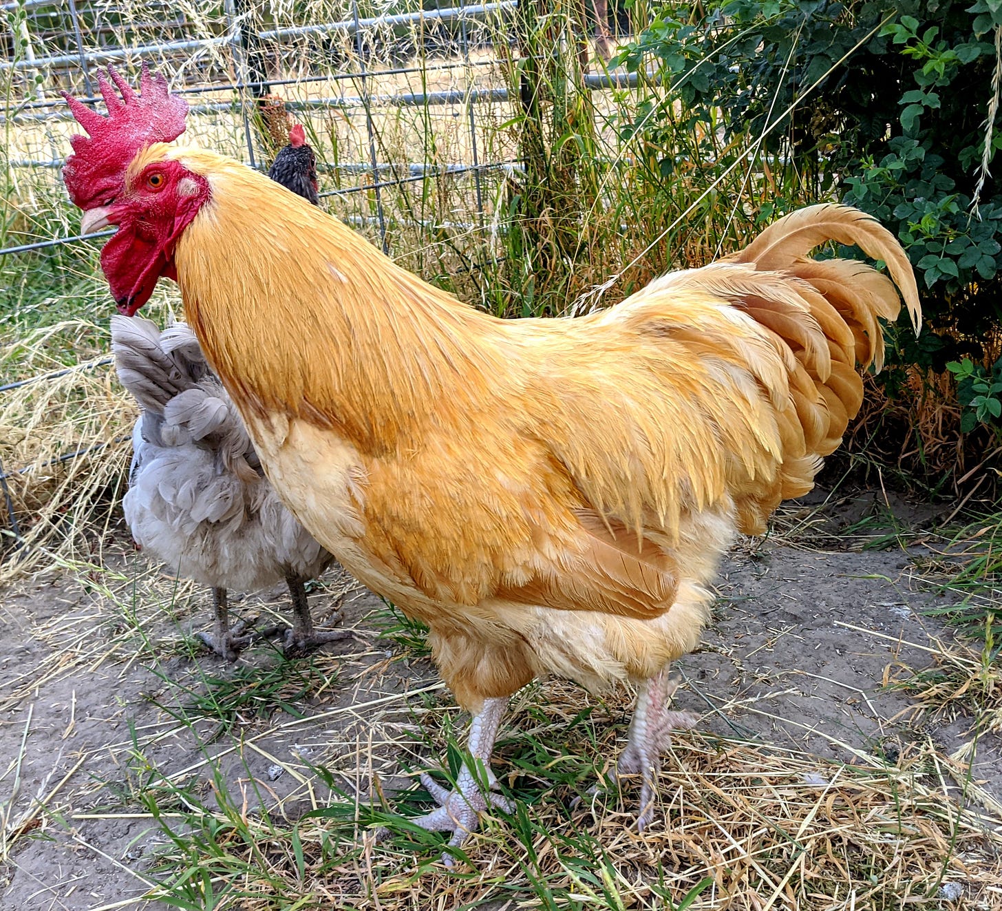 Picture of rooster in this story