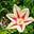 Sidhe's avatar