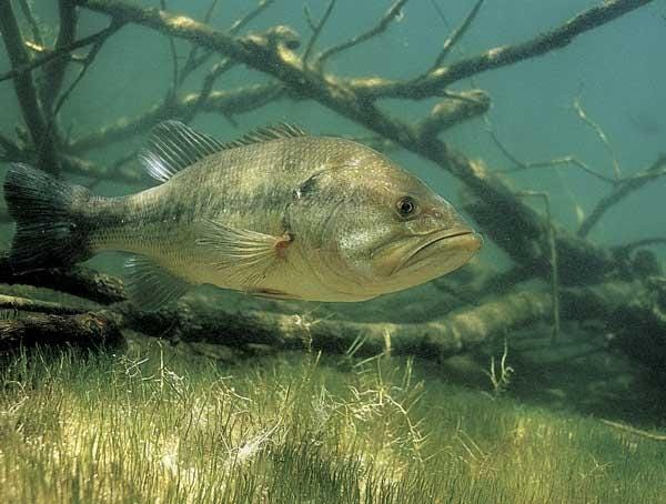 Fly Fishing For Bass - Features and Forage - Blog TheFlyStop.com Fly Shop