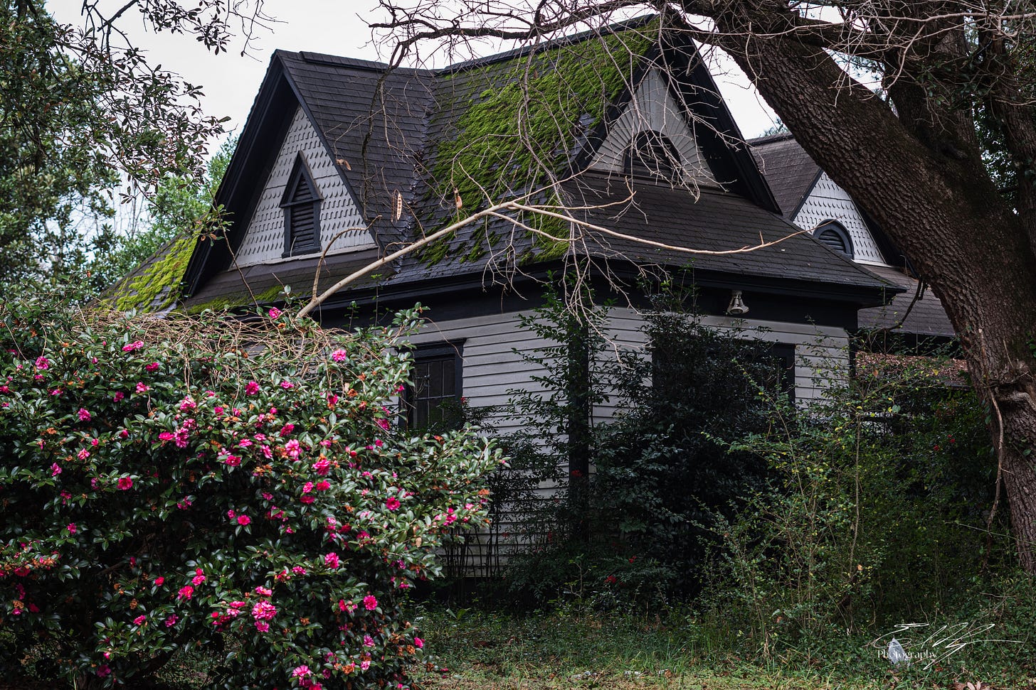 Moss covered roof of a farmhouse with bush with pink blooms in Athens, Ga