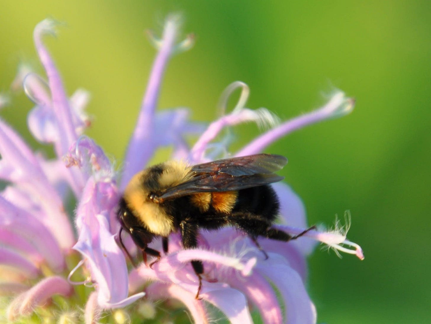 WORLD BEE DAY, May 20 - by Joe Seals
