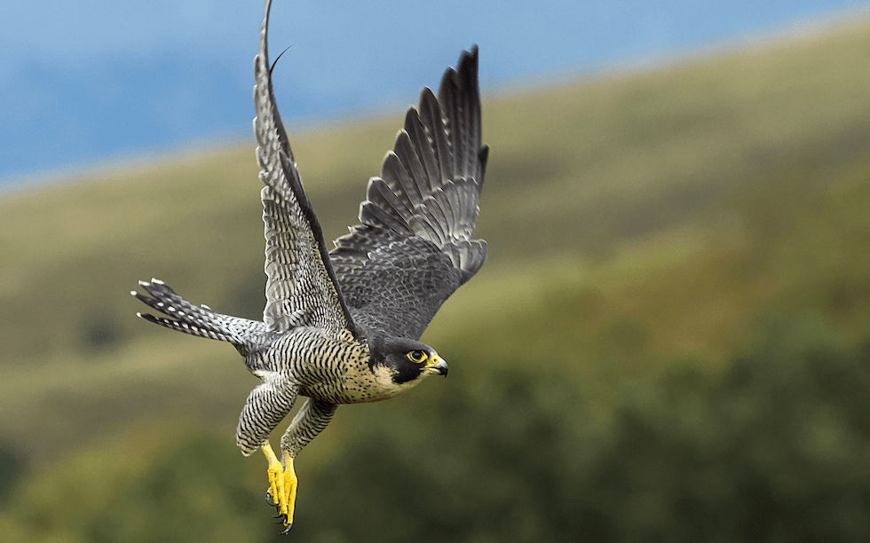 Falcon flight inspires next generation aircraft