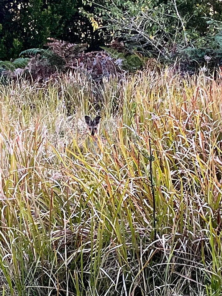 wallaby, grasses, gum trees
