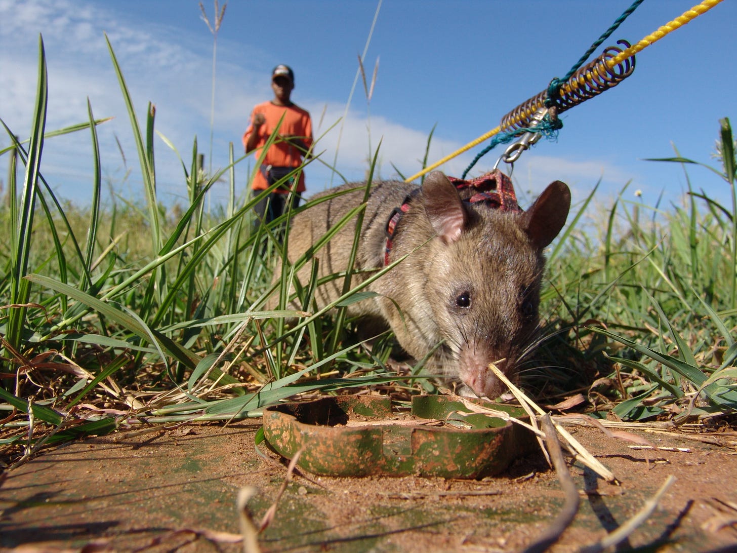 Hero rats sniff out landmines and TB | CNN
