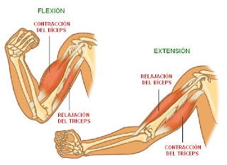CIENCIAS BIOLOGICAS: ANATOMIA Y FISIOLOGIA DEL SISTEMA MUSCULAR CIENCIAS BIOLOGICAS: ANATOMIA Y FISIOLOGIA DEL SISTEMA MUSCULAR