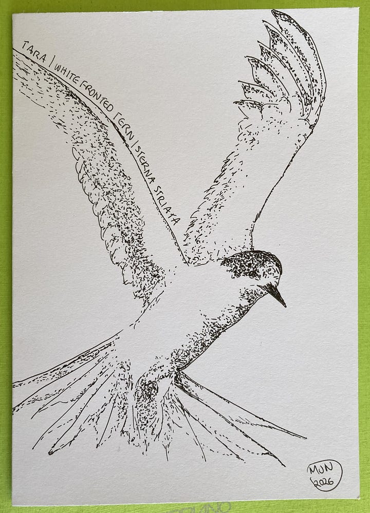 Two ink drawings of birds flying