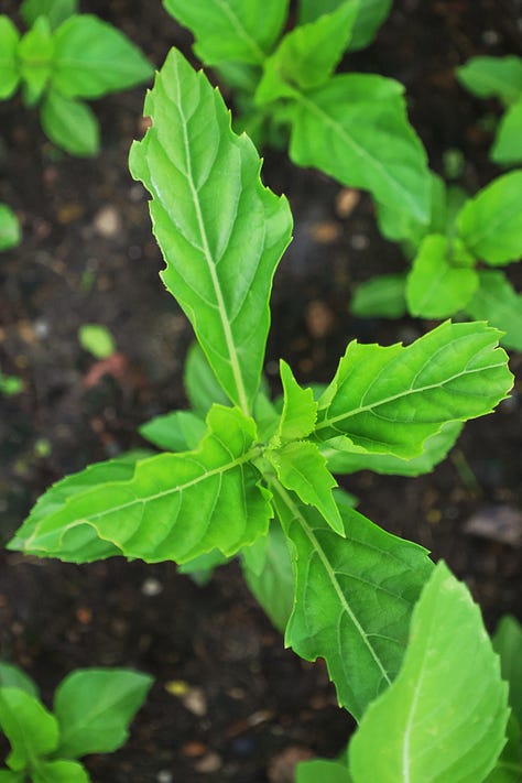 a variety of basil plants growing in an herb garden