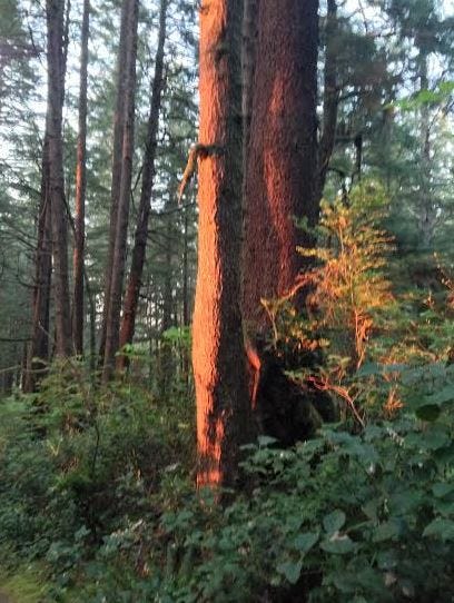 alone in forest sunset