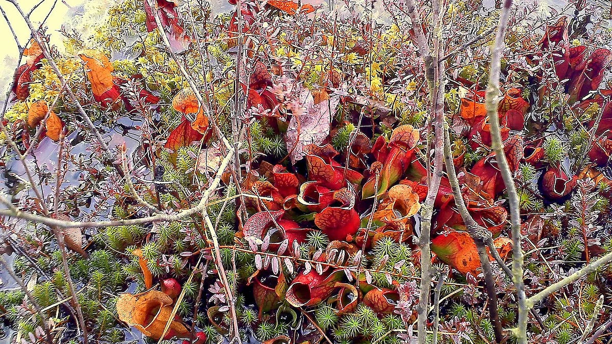 Chasing Plants: Journeys With A Botanist Through Rainforests, Swamps, And Mountains By Chris Thorogood — Review