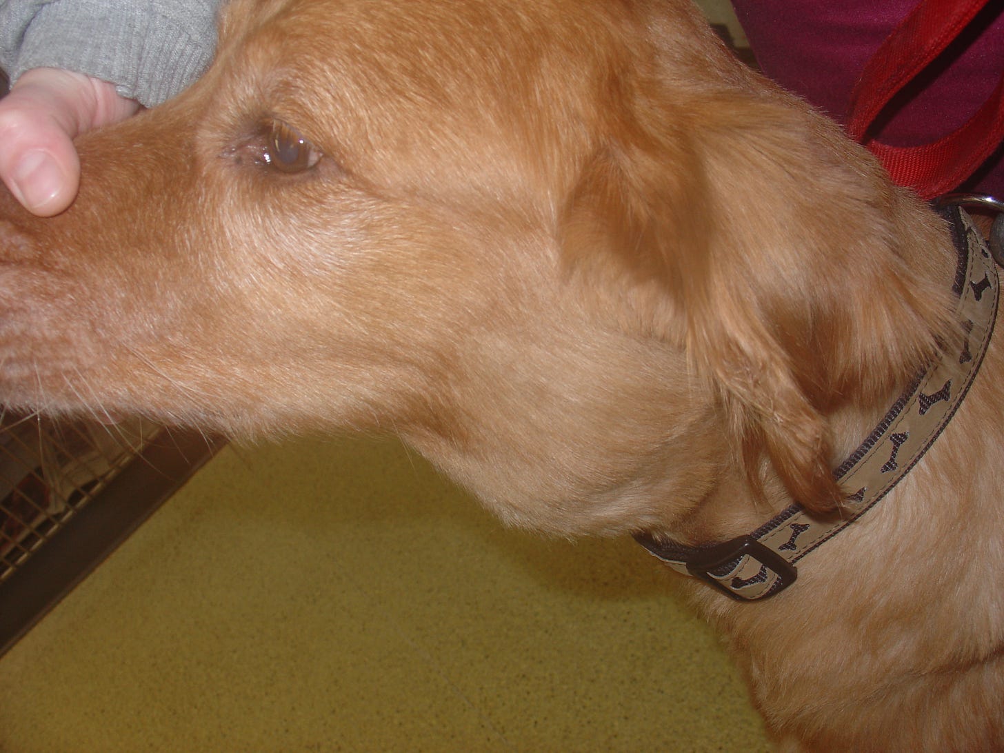 Lymphoma in animals - Wikipedia Lymphoma in animals - Wikipedia