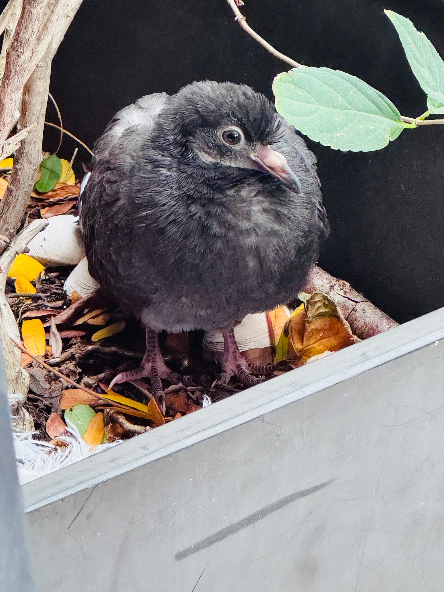 A fluffy, dark gray, young pigeon. Its head is turned to profile so that one of his eyes points right at the camera.